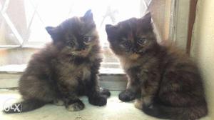 Persian kittens for urgent sale Male and femal