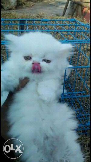 Persian kittens sale. Low prices