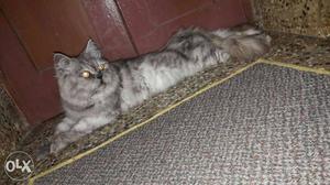 Persian twelve months old "Male"..