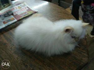 Persian white 2 months