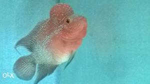 Pink Flowehorn Fish