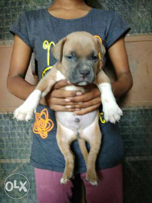 Pit Bull (Male 1 Month) Pure Breed Guaranteed.