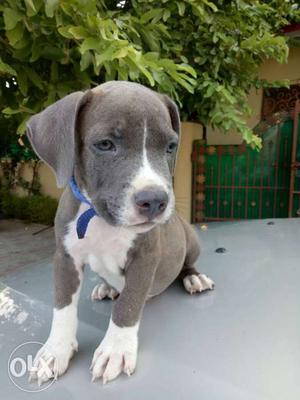 Pit bull blue pup for sale