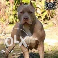 Pit bull puppies available with home delivery in Nadim