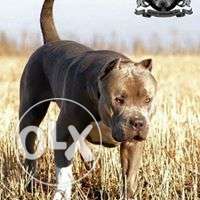 Pit bull puppies available with home delivery in allahabad