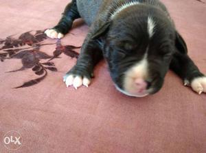 Pitbull Newly Born Black And White Puppy