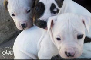 Pitbull puppies healthy and strong