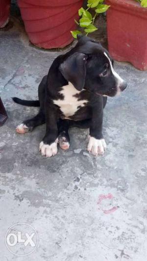 Pitbull puppy Black Dog