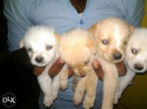Pomarin 3 puppy male 1 puppy female male: 