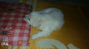 Pomelin 1 month White Puppy
