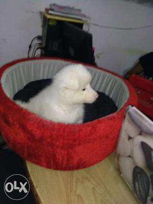 Pomenian dogs for sell puppy available