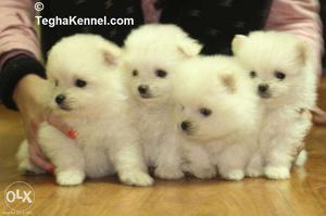 Pomeranain Puppies Available