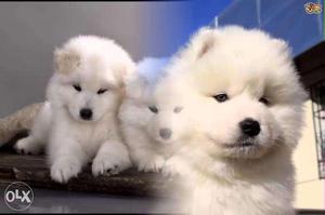 Pomeranain pups available