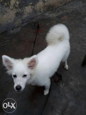 Pomerian female 6 month old A gread sale.