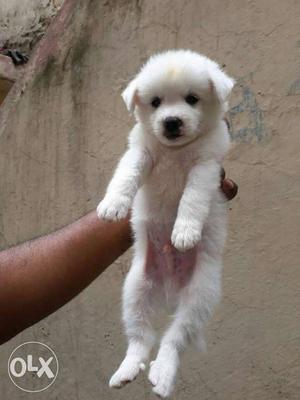 Pomilayan puppy for sale in Meerut sweet and cute