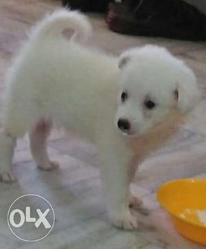 Pommerian Puppy 40 Days Old Male pure Breed White