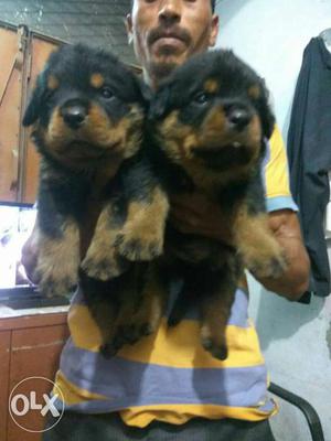 Powerfully breed Rottweiler pup's available