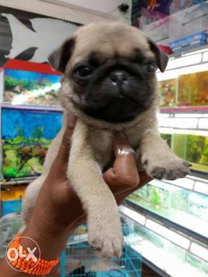 Pug Female  all over India delivery