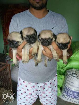Pug Puppy available good quality and very nice
