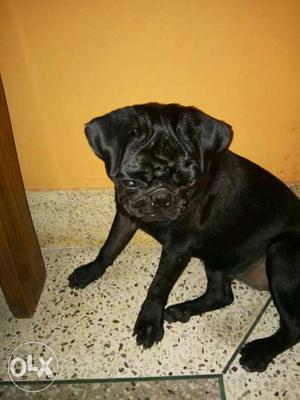 Pug black male 1 year old full active for sell in