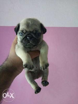 Pug full active and healthy puppies availaible