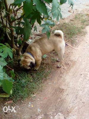 Pug male for breed even not breed 1 time also