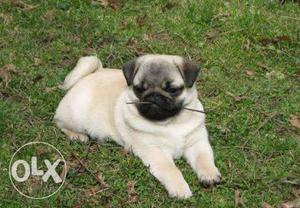 Pug one male puppy for sale