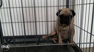 Pug proven male Dog available pls feel free to