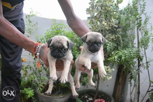 Pug puppies available in Vadodara amazing pet