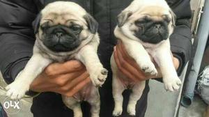 Pug puppies available king pets all breed good