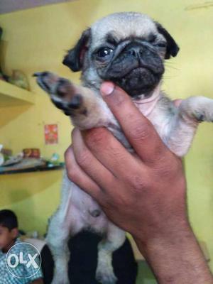Pug puppies available male and female male 