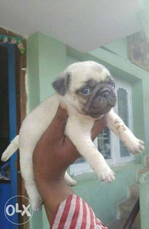 Pug puppies good quality nd other all breeds