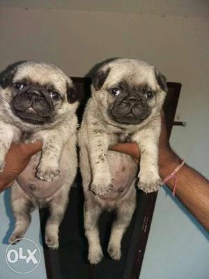 Pug puppies top quality full heAvy top quality
