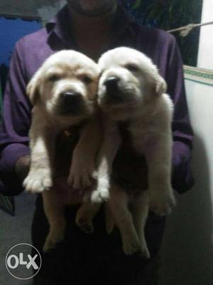 Punch face heavy quality Labrador puppy. both female male