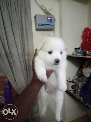Pups for sale, dad is a Spitz mixed wit lab and