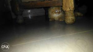 Pure Persian male kitten 2 month old toilet