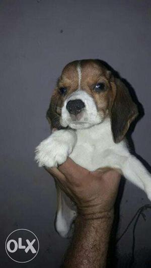 Pure beagle pups