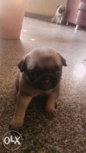 Pure breed pug puppies interested can contact