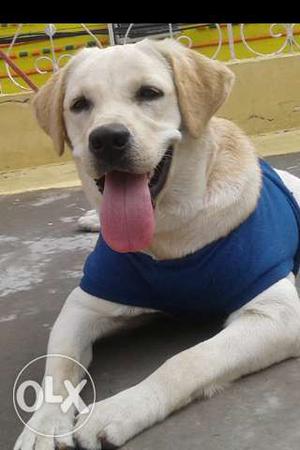 Pure labrador fully vascinated and fully Active 1 year old