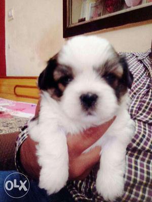 Pure lhasa apso pups available