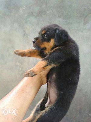 Pure rotweiler pups available