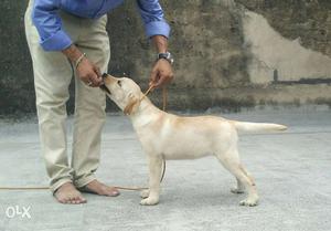 Quality Labrador retriever female puppy available