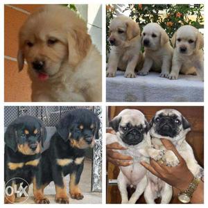 Quality breeds puppy Avlb in Goa with free puppy kit.