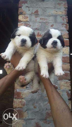 Quality of Pure St. Bernard pups avalabaile and all breed