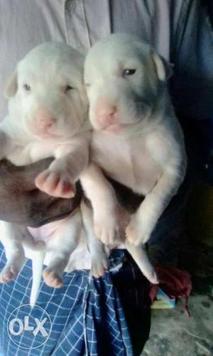 Rajapalayam puppies for sale Male and female