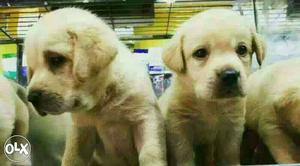 Rajkot Shintzu Pom Lab Rott Gsd All Breeds Dog