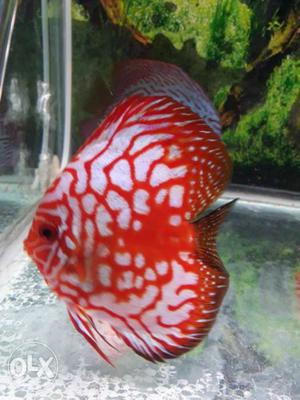 Red And White Discus Fish