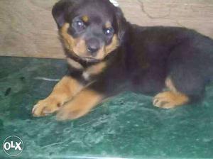 Rottweiler Female Puppies available all top