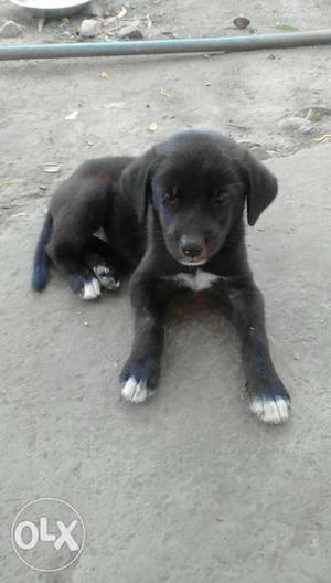 Rottweiler Labrador mix female puppy. black and