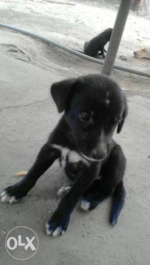 Rottweiler Labrador mix female puppy color black.